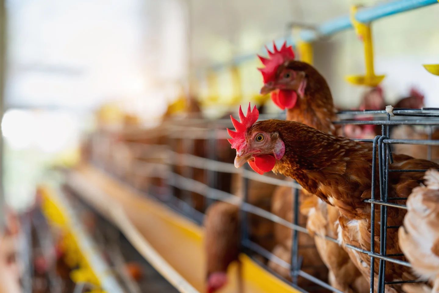 ERP Poultry Solutions for Streamlined Farm Management